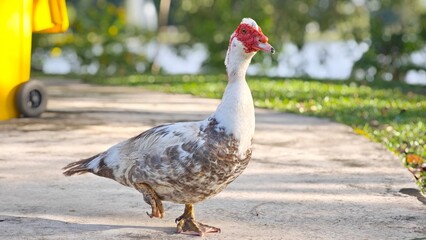 Duck walking around in park.