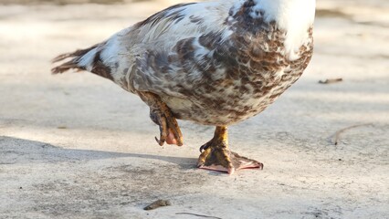 Close up shot of duck feet.