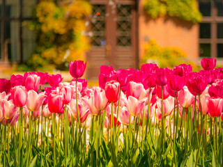 Blooming tulips in the garden of Lund University, Sweden, with vibrant pink and red flowers set...