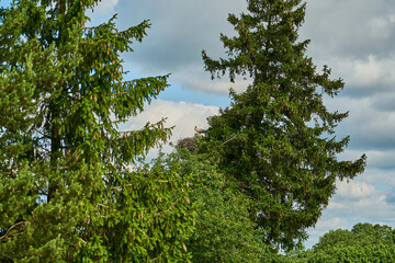 Black and white Stork sitting in its nest om a tree.