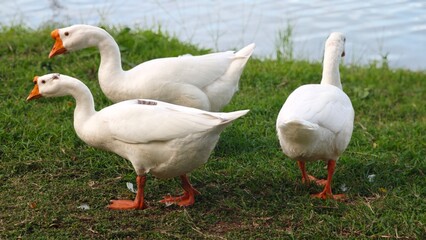 White goose pecking grass around the lake.