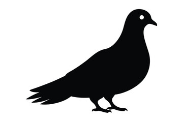 Obraz premium silhouette of pigeon