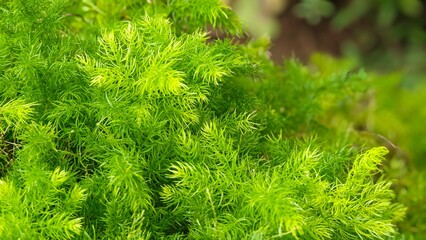 Green bush of Shatavari (Asparagus Racemosus Willd).