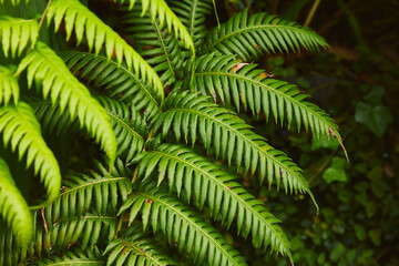 Lush green fern fronds in natural light, showcasing vibrant botanical patterns and intricate leaf details in a close-up garden setting, evoking a sense of tranquility and natural beauty.