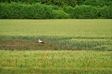 Black and white Stork walking through a lush green meadow.