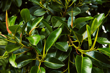 Lush green rubber plant leaves with vibrant new shoots and water droplets, showcasing fresh growth and botanical beauty in a close-up view.