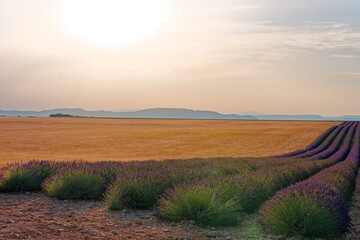 Valensole, Provence-Alpes-Côte d’Azur, France le 5 juillet 2025. Champs de lavande en fleur sur...