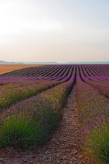 Valensole, Provence-Alpes-Côte d’Azur, France le 5 juillet 2025. Champs de lavande en fleur sur...