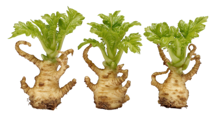 Three standing parsley roots, leaves at the top