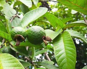 Young Green Guava on Tree with Tropical Leaves in Natural Garden