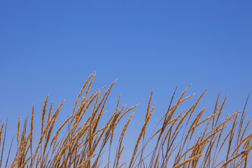 The Golden grass swaying at sunset by sea and mountains
