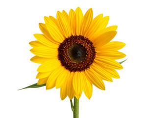 Bright Sunflower Isolated on White Background