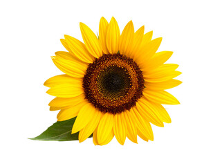 Fototapeta premium Bright Sunflower Facing Forward on White Background