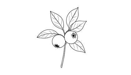 Line art of a blueberry branch with two berries and leaves