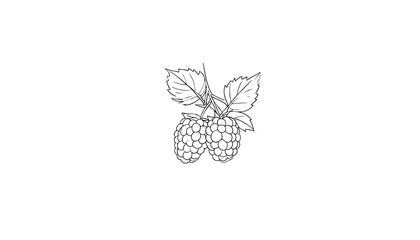 Line art drawing of blackberries with small leaves