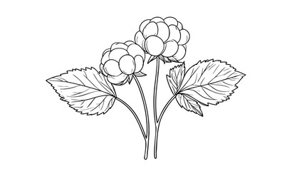 Line art of cloudberries with leaves