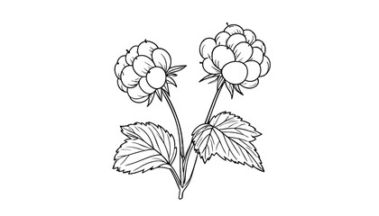 Line art of cloudberries with leaves