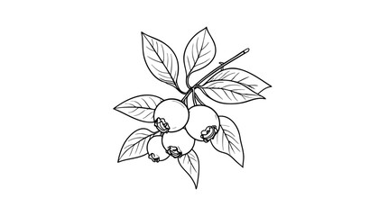 Line art of a blueberry branch with five berries and leaves
