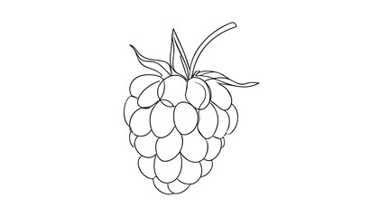Line art sketch of a raspberry