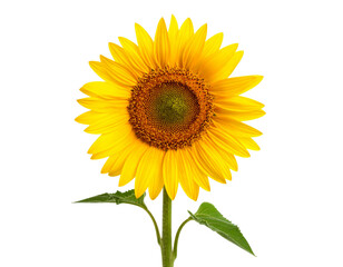 Fototapeta premium Bright Sunflower With Green Center and Leafy Stem
