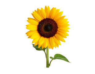 Obraz premium Bright Sunflower Isolated on White Background