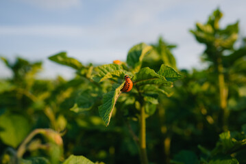 Colorado potato beetle larvae feeding on potato leaves in a cultivated field, threatening potato...