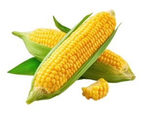 Two ears of bright yellow corn, still in their green husks, are shown in a studio setting against a pure black background.  Some kernels are loose