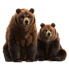 Fototapeta premium Two grizzly bears and one standing and one sitting and thick brown fur and expressive faces and realistic render and isolated white background Batch realistic clean bright simple modern stock ima