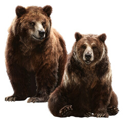Fototapeta premium Two grizzly bears and one standing and one sitting and thick brown fur and expressive faces and realistic render and isolated white background Batch realistic clean bright simple modern stock ima