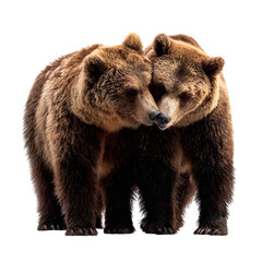Obraz premium Two grizzly bears snuggling or standing close in affectionate pose and wildlife bonding moment and isolated white background Batch realistic clean bright simple modern stock image isolated on plain