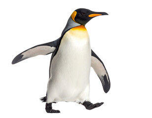 Isolated Penguin Walking on White Background