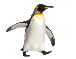 Isolated Penguin Walking on White Background