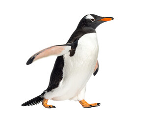 Obraz premium Penguin Walking Isolated on White Background