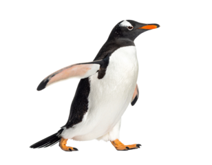 Penguin Walking Isolated on White Background