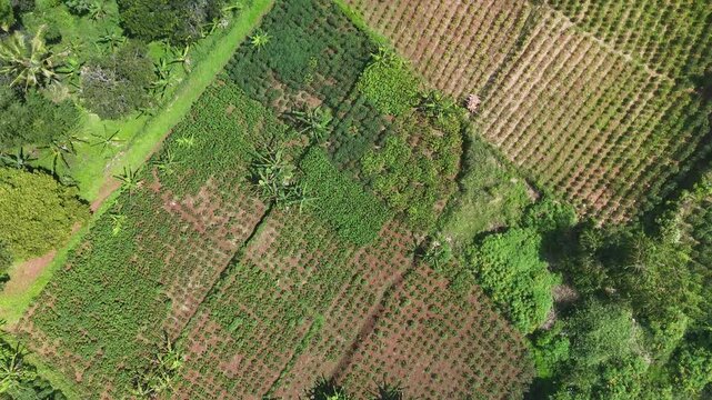 Drone aerial footage showing a rural football field surrounded by lush greenery and traditional village houses in Bandung, West Java, Indonesia.