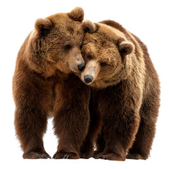 Obraz premium Two grizzly bears snuggling or standing close in affectionate pose and wildlife bonding moment and isolated white background Batch realistic clean bright simple modern stock image isolated on plain