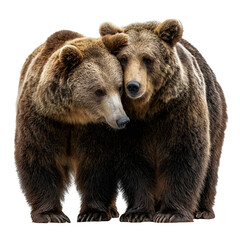 Obraz premium Two grizzly bears snuggling or standing close in affectionate pose and wildlife bonding moment and isolated white background Batch realistic clean bright simple modern stock image isolated on plain