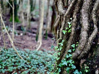 Close-up of a tree trunk wrapped in textured roots and climbing ivy in a dense forest, capturing...