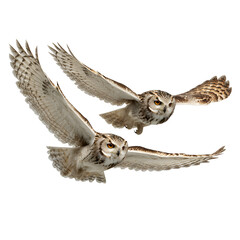 Two owls flying side by side in synchronized motion and  one slightly ahead and  wings mid-flap and  isolated white background Batch  realistic clean bright simple modern stock image isolated on plain