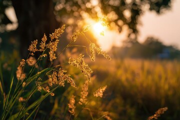Lovely morning sunrise behind trees with golden sunlight filtering through flowering grass creating a natural landscape with green leaves
