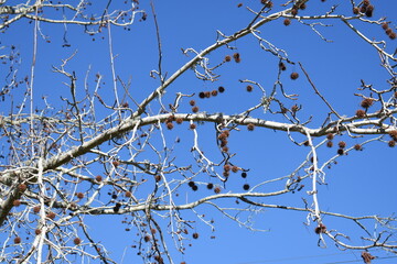 close up of sweet gum tree in the winter with fruit