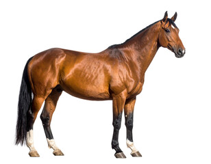 Fototapeta premium Brown Horse in Profile Isolated on White Background