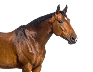 Fototapeta premium Brown Horse in Profile on Isolated Background