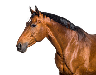 Obraz premium Elegant Brown Horse in Profile on White Background