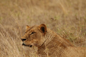 Fototapeta premium Lioness Resting in Dry Grassland – African Wildlife Close-Up