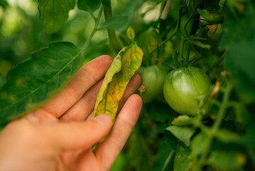 Farmer carefully inspects a yellowing tomato leaf, checking for signs of early blight or other diseases affecting the plant's health and potential yield