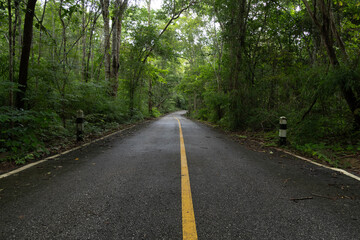 A tranquil forest trail surrounded by dense greenery, capturing the untouched beauty and peaceful atmosphere of a deep jungle environment.