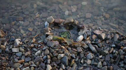 green frog by the lake