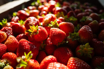Close-up view of freshly harvested strawberries glistening with water droplets, showcasing the vibrant red color and texture of the fruit in natural sunlight on a strawberry farm