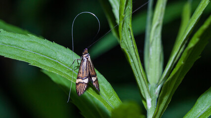 Naklejka premium butterfly on leaf